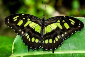 Маджента  - Живые бабочки