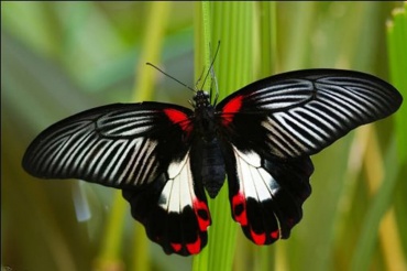 Живая бабочка Румянец (латинское название Papilio rumanzovia) — одна из самых популярных подарков на день Святого Валентина или 8 марта. Ее контрастная красно-черная окраска очень экзотична и привлекает к себе внимание. Размах ее крылышек 12-14см и она великолепно подходит и для салютов. и для штучных подарков.
Доставка бабочек:
Киев доставка по городу на адрес: 100.00 грн.
Или самовывоз.