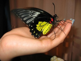 Живые бабочки - Живые бабочки