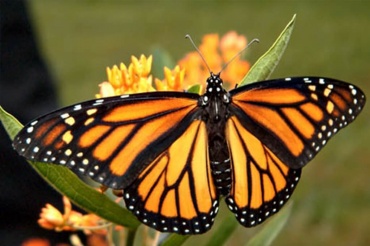 Живая бабочка Монарх (Danaus Plexippus) — Ареал обитания от Канады до Мексики. Эта бабочка славится своими дальними перелетами . Бабочки монархи преодолевают около 3000 км при миграции в теплые страны. Иногда бабочек бывает такое большое количество, что под их весом ломаются ветки деревьев. Размах крылышек 8-10см.
Доставка бабочек:
Киев доставка по городу на адрес: 100.00 грн.
Или самовывоз.