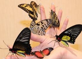 Живые бабочки - Живые бабочки