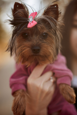 Ірина Ваганова - Фотосессия животных