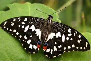 Живая бабочка Лайм (латинское название Papilio Demoleus) — обитает на Филиппинах. размах крылышек 6-7см. Гусеница питается листьями Лайма. Имеет стремительный характер полета, поэтому хорошо добавляет динамический эффект фейерверку из бабочек.
Доставка бабочек:
Киев доставка по городу на адрес: 100.00 грн.
 Киев самовывоз: 0 грн.