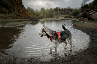 Ірина Ваганова - Фотосессия животных