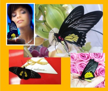 Птицекрылка - живая бабочка для подарка.
Довольно крупная бабочка, крылья имеют заострённую форму, что делает их схожими с птицами в полёте. Верхние крылышки окрашены в черный цвет, а нижние – ярко желтые. Когда крылья бабочки сложены, кажется, что она вся черная, потому как нижние, желтые крылышки, почти полностью скрываются верхними. Размах крыльев 12-15 см. Великолепная бабочка для подарка.