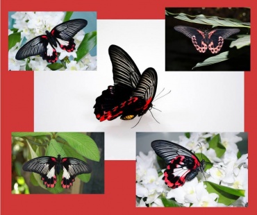 Удивительно красивая бабочка, имеет большие угольно-черные крылья, которые ближе к тельцу бабочки становятся алыми. Такой окрас дан природой не случайно. Красная окантовка нижних крыльев – яркий сигнал для врагов, о том, что эта бабочка может оказаться ядовитой. Хотя на самом деле, это всего лишь обман, который помогает ей выжить. 