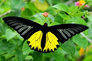 Живая бабочка Птицекрылка (Troides Rhadamantus) — очень крупная и нарядная бабочка. Размах ее крылышек 12-13см у самцов и 15-16 см у самок. В древности считалось что увидев Птицекрылку — к богатству. Ее даже называли золотокрыл. Отлично смотрится в одиночных подарках.
Доставка бабочек:
Киев доставка по городу на адрес: 100.00 грн.
Или самовывоз.