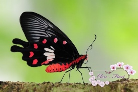 Елена Багна - Живые бабочки