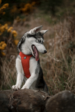Ірина Ваганова - Фотосессия животных