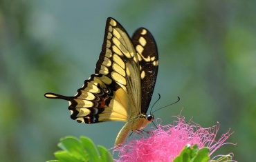 Живая бабочка Тоас (латинское название Papilio Thoas) — крупная перуанская бабочка. На ее черных крылышках присутствуют желтые полосы и пятна. Задние крылышки бабочки Тоас украшены изящными хвостиками-шпорами. Размах крылышек  12-13см. Отличный летун, хорошо смотрится и в салюте из бабочек и в одиночном подарке.
Доставка бабочек:
Киев доставка по городу на адрес: 100.00 грн.
Или самовывоз.