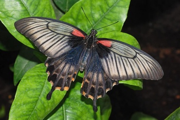 Живая бабочка Леви (латинское название Papilio Lowi) — размах крылышек 12-13см  Ареал обитания этой бабочки вся юго-восточная Азия. У этого вида большое разнообразие окрасок у подвидов, причем самец практически черный, а самка видоизменяется от бордового до бежевого.
Доставка бабочек:
Киев доставка по городу на адрес: 100.00 грн.
Или самовывоз.