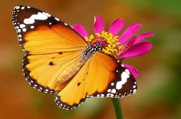 Бабочка Оранж (латинское название Danaus Chrysipus) — маленькая, но очень яркая и живучая бабочка. Очень красиво смотрится в салютое из бабочек.  Продолжительность жизни бабочки Оранж около 10 дней. Обитает  на обширной территории от  Азии до Африки.
