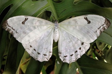 Живая Бабочка Невеста или Белая Морфида (латинское название Morpho Polyphemus) — очень светлая крупная бабочка. Великолепна для свадебных подарков и салютов из бабочек. Размах крылышек белой морфиды 14-16см.
Доставка бабочек:
Киев доставка по городу на адрес: 100.00 грн.
Или самовывоз.