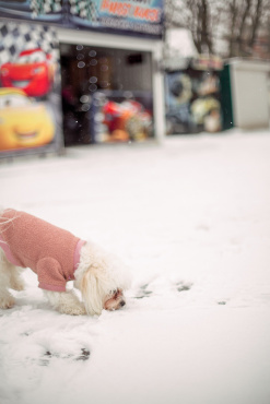 Ірина Ваганова - Фотосессия животных