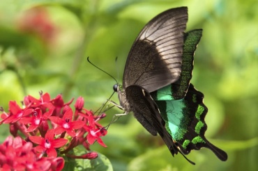 Живая бабочка Павлин (papilio palinurus) — красивая филиппинская бабочка с изумрудными полосками на внутренней стороне крыльев. Ее хвостики на задних крылышках делают бабочку по истине утонченной. Размах крылышек 9-10см. Обитает на Филиппинских островах. Замечательно смотрится в салюте из бабочек. и как одиночный подарок.
Доставка бабочек:
Киев доставка по городу на адрес: 100.00 грн.
Или самовывоз.