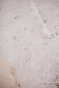 Ірина Ваганова - Фотосессия животных