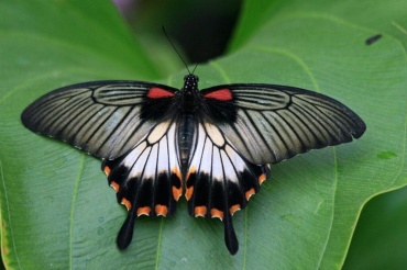 Живая бабочка Парусник — (латинское название Papilio lowi белая форма) — яркая крупная бабочка 12-13см. Обитает на Филиппинах и Тайланде. на нижних крыльях имеет красивые хвостики-шпоры. Отлично подходит для одиночных подарков и салютов из бабочек.
Доставка бабочек:
Киев доставка по городу на адрес: 100.00 грн.
Или самовывоз.