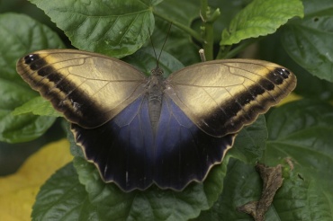 Живая бабочка Калиго - обитает в Перу, Коста-Рике, Сальвадоре ,Мексике. Латинское название этой бабочки Caligo Memnon. Одна из самых крупных наших бабочек, ее размах крыльев 15-17см. На внешней стороне крылышек бабочка имеет два глазка напоминающие совиные глаза. таким образом бабочка отпугивает хищников. Бабочка Калиго с радостью лакомится перезрелым бананом и пивом. Эту бабочку в салюте лучше не использовать так как она существенно крупнее других и может внутри коробки задавить кого-то из своих малых собратьев.
Доставка бабочек:
Киев доставка по городу на адрес: 100.00 грн.
Или самовывоз.