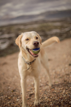 Ірина Ваганова - Фотосессия животных