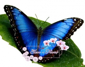 Елена Багна - Живые бабочки