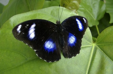 Бабочка Болина  (латинское название Hypolimnus Bolina) — маленькая 6см шустрая  бабочка. Очень динамично летает и хороша для салюта из бабочек. Продолжительность жизни Болины 2 недели.
