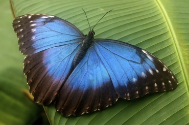 Живая бабочка Морфида (латинское название Morpho peleides) — одна из самых красивых бабочек мира. Обладает редкой синей окраской с металлическим отблеском. Одна из крупных наших бабочек, ее размах достигает 15см. Великолепно подходит и для одиночных подарков и для салюта из бабочек.
Доставка бабочек:
Киев доставка по городу на адрес: 100.00 грн.
Или самовывоз.