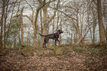 Ірина Ваганова - Фотосессия животных